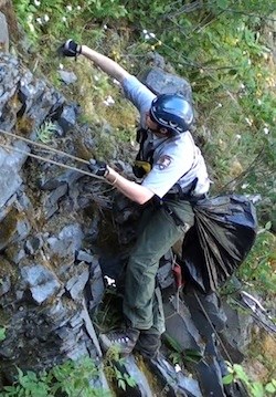 A member of the Mount Rainier revegetation crew rappelling to pull invasive plants.