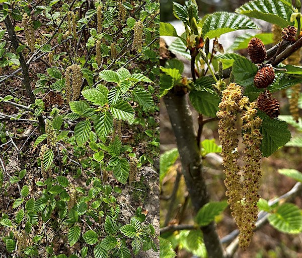 Combo image of a shrub (left) with a close up of catkins and cones on a branch (right).