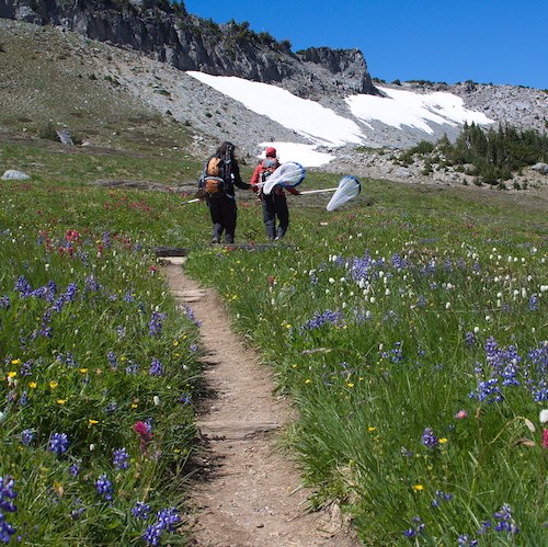 Two people with butterfly nets walk along a trail through a wildflower meadow.