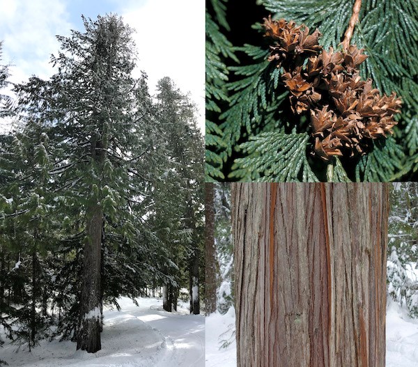Conifer Trees - Mount Rainier National Park (U.S. National Park Service)
