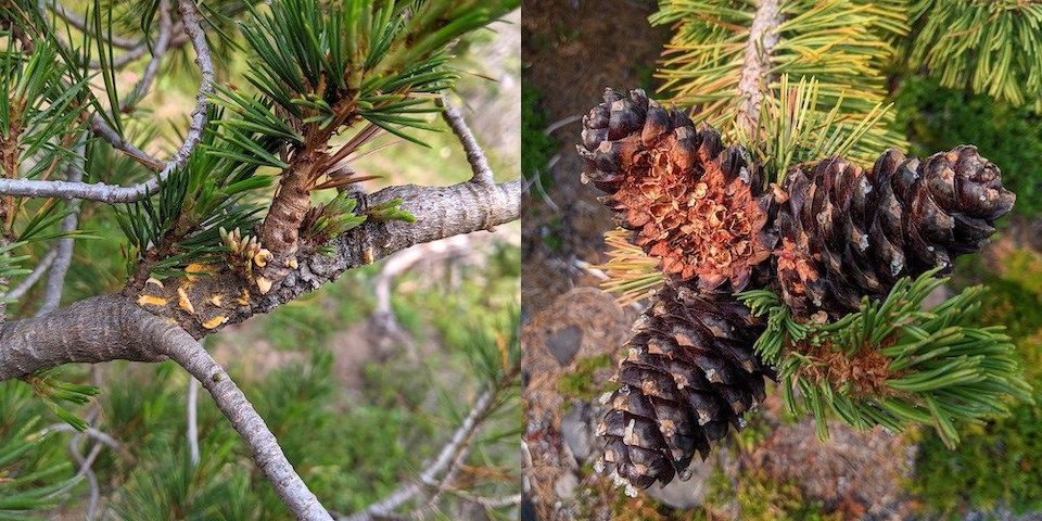 (Left) A whitebark pine branch with pale orange growths splitting the bark. (Right) Three whitebark pine cones with one cone split in half exposing the interior seeds.