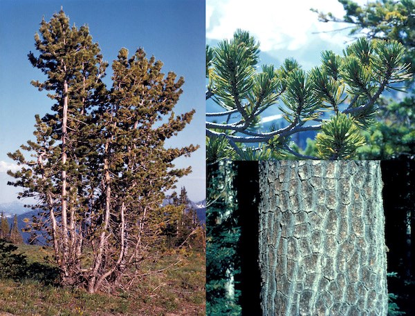 (Left) A cluster of several white-trunked pines; (top right) A branch with bunchs of pine needles; (right bottom) Close up of scaly brownish white bark.