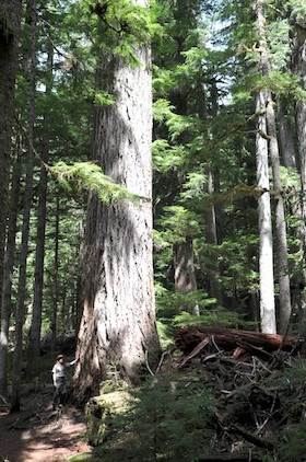 A ranger stands dwarfed next to a huge old-growth Douglas fir tree along the Twin Firs trail.