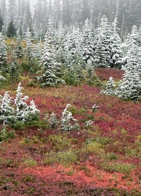 Heath shrub, turning red in the fall, gives way to trees dusted with early-season snow.