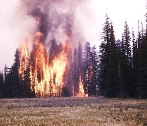 Fire devours trees at the edge of the Grand Park meadow.