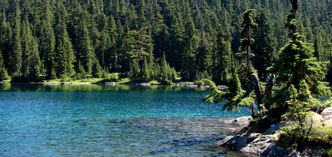 Forest surrounds the blue waters of Mowich Lake.