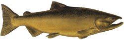 A male Chinook Salmon during freshwater spawning.