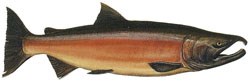 A male Coho salmon during freshwater spawning.