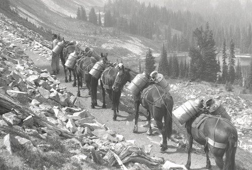 A black and white historic photo of a man leading a pack trail of horses along a trail. Each horse has two metal jugs strapped to their backs.
