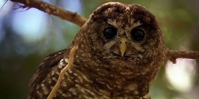 A spotted owl