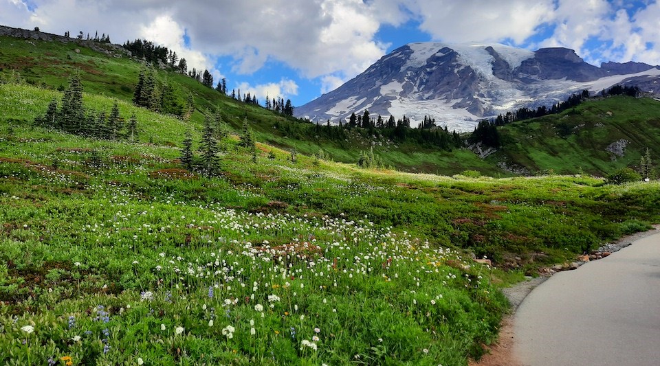 A paved pathway borders lush wildflower meadows with a view of a glaciated mountain.