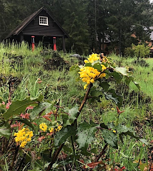 A shrubby plant with glossy, dark green pointed leaves and clusters of bright yellow flowers in front of a small wood building.