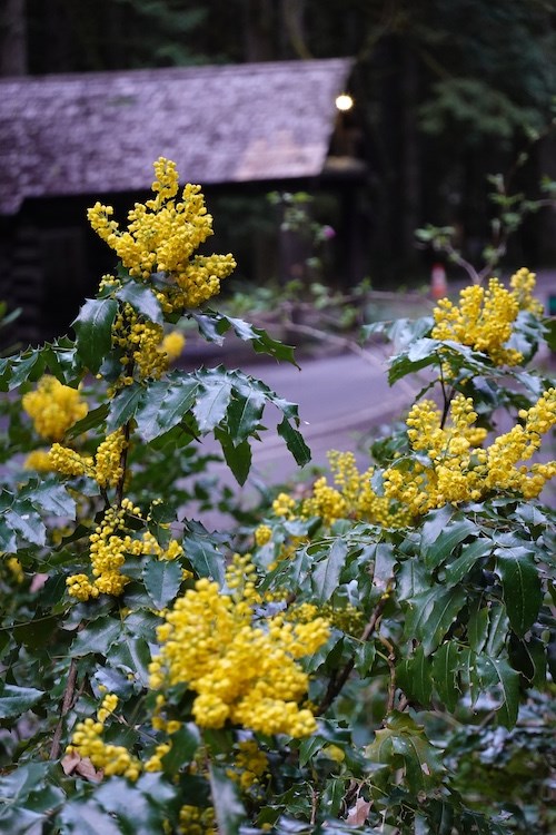 A plant with shiny dark green leaflets and numerous clusters of bright yellow flowers in front of an out-of-focus wood building and paved road.