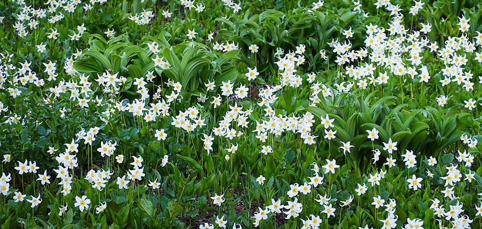 Numerous white lilies bloom on a meadow slope among a variety of green vegetation.
