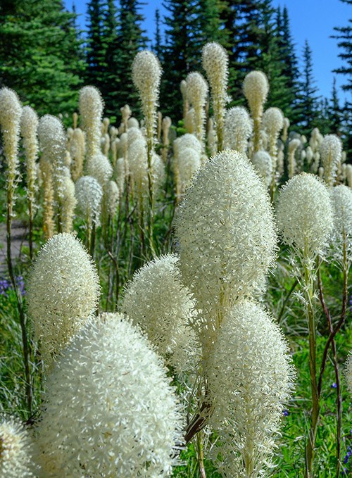 A large patch of bear grass, each tall stem topped in a globular cluster of white flowers.