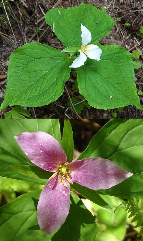 Two images of a plant with three large leaves framing a flower with three white petals in the top photo and pink petals in the bottom photo.s.