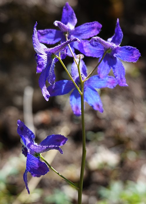 A flower stalk topped in a cluster of four bright purple blooms with one bloom in profile growing from the side of the stalk. The flowers of five rounded petals with a long curling spur protruding from the back of the flower.