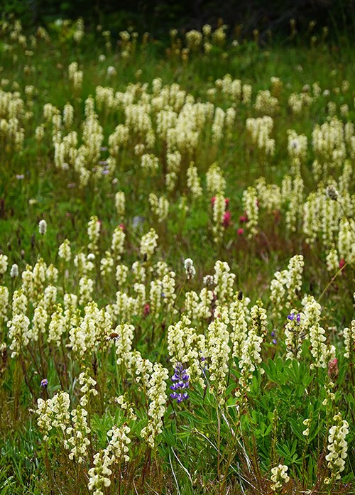 A meadow filled with numerous spikes of white flowers along with a scattering of other pink and blue wildflowers.