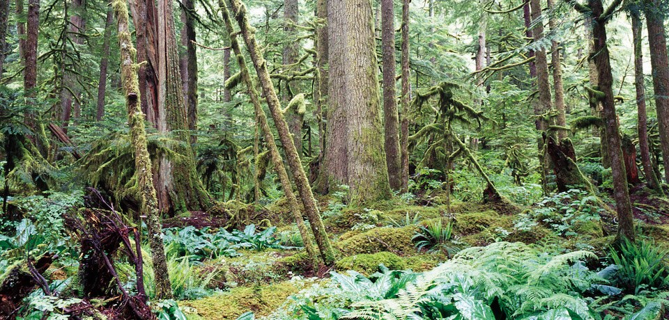 A dense tangle of moss covered trees and lush vegetation.