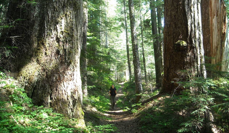 A hiker on a forested trail is dwarfed by huge old-growth tree trunks on either side of the trail.