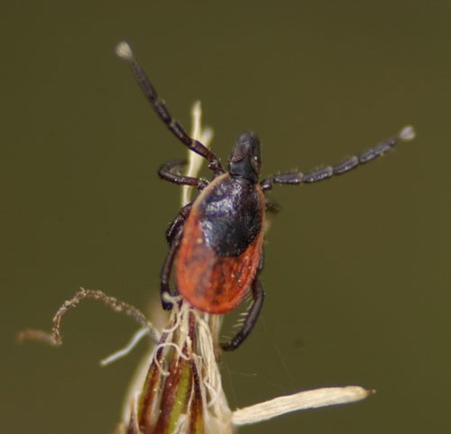 A red and black tick at the end of a piece of grass with its front legs spread wide.