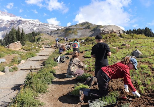 A group of people sit or kneel on the ground to plant seedlings along a section of trail.