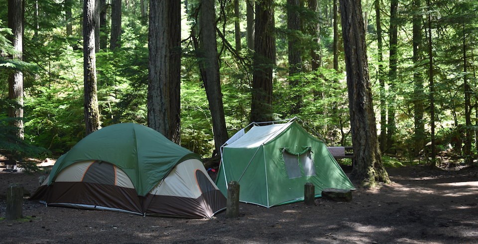 Two green tents surrounded by tall trees.