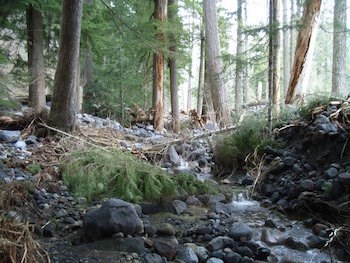 Large rocks and broken trees fill up the space between forest trees, with water still running over the rocks.