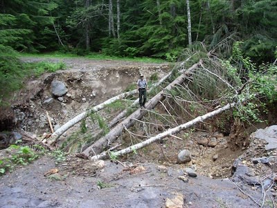 A deep ditch cuts through a road, filled with broken trees. A ranger stands on one of the tree trunks for scale.