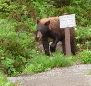 A black bear walks around a trail sign next to a trail.