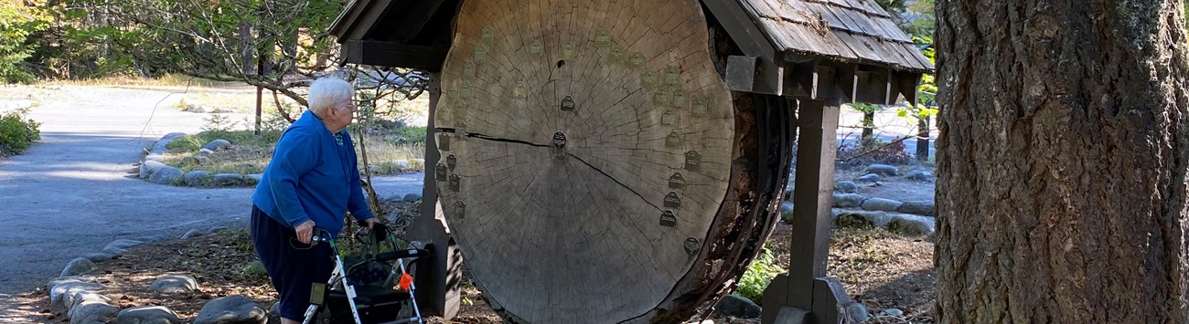 Park visitor stands to the left and views a giant cross-section of a tree. The tree rings have tags that show historical events.