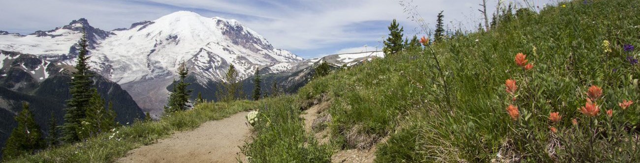 A dirt trail follows a green hillside dotted with some scarlet paintbrush flowers. Mount Rainier is in the distance.