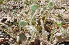 Fiddleheads emerging in late April.
