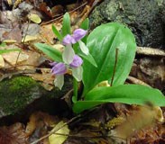 A Showy Orchid with purple flowers.