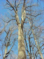 A Tulip tree in winter.