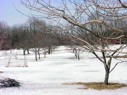 Image of the Wick Apple Orchard in the winter