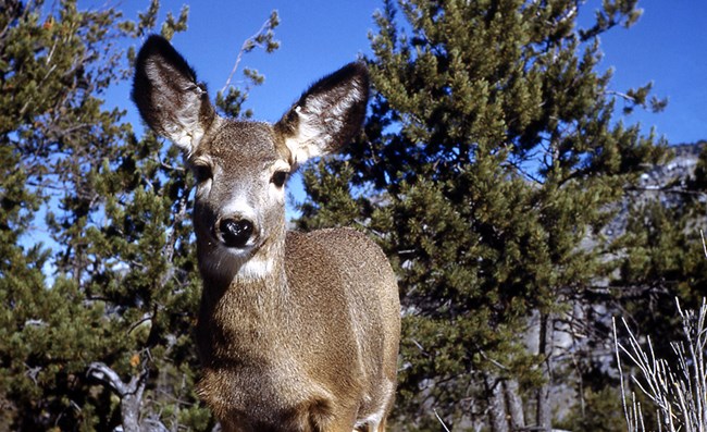 A mule deer with greyish-tan fur, white throat patch, black-tipped ears and black nose looking straight at the photographer with pine trees in the background.