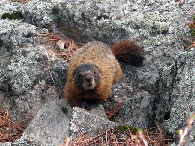 A yellow-bellied marmot looking at the photographer as it scrambles over lichen-covered rocks near the base of Mount Rushmore.  Brown pine needles are scattered on the ground.