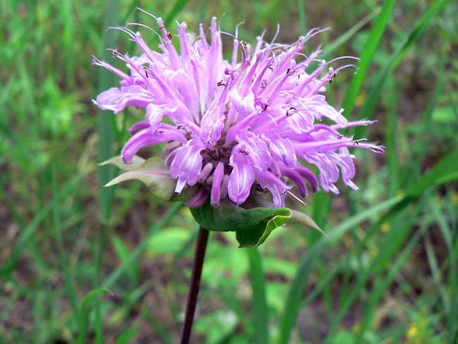 Photo of the pink flower of wild bergamot.