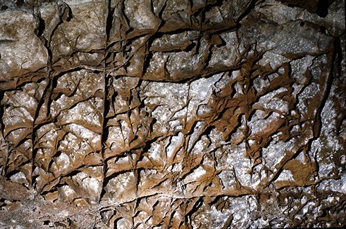 Boxwork, a calcite formation common in Wind Cave, protrudes about 3 inches as thin, brown fins from lighter colored limestone on a cave ceiling. The fins intersect in numerous places, creating box-shaped openings.