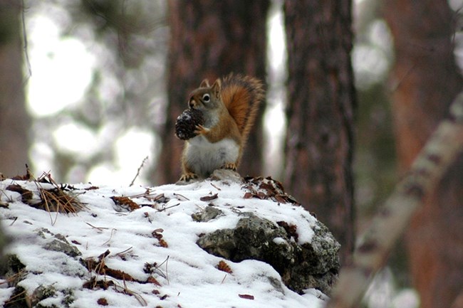 A red squirrel with a white belly sitting upright on its back legs holding a pine cone with its front feet.  Snow covers the ground in front of the squirrel and large ponderosa pine trunks are in the background.