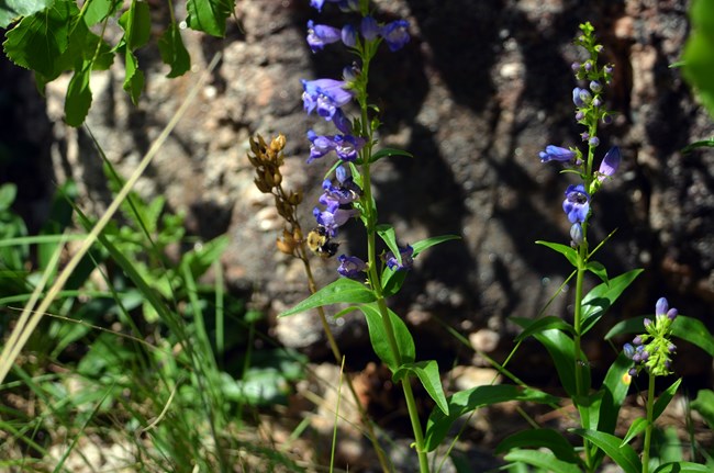 Photo of the purple flowers of smooth beardtongue.