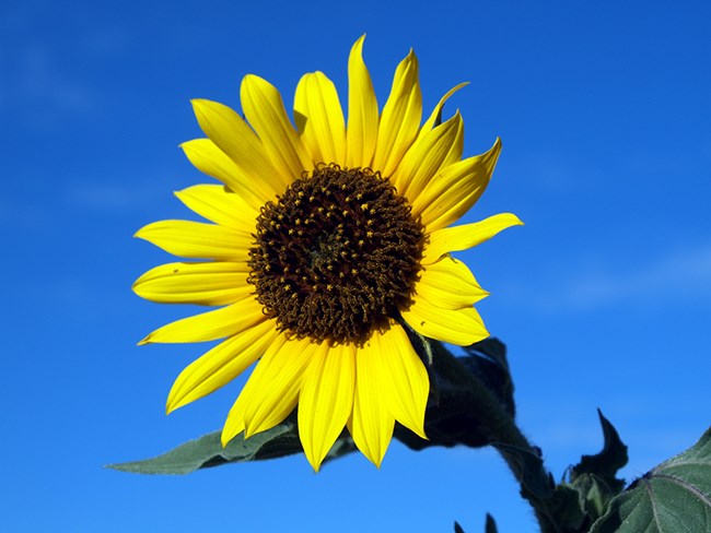 Close up photo of an annual sunflower with bright yellow petals and golden brown center.