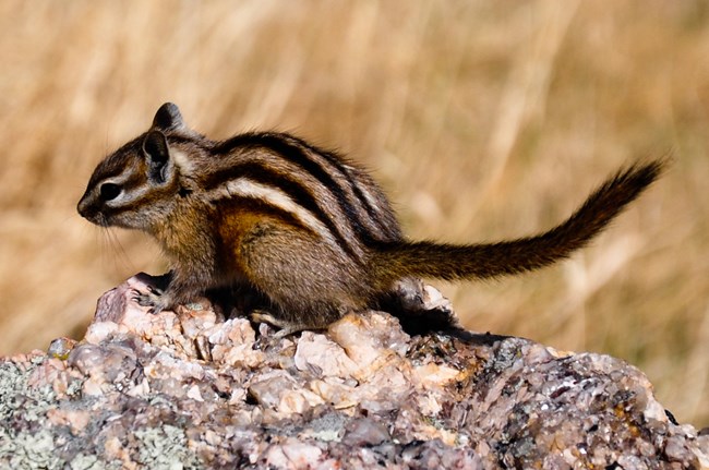 A least chipmunk with dark brown and white stripes running from its nose to the base of its tail facing to the left while exploring a piece granite at Mount Rushmore.