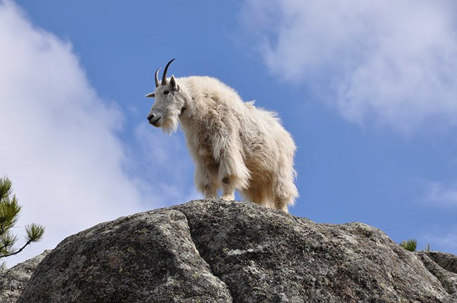 A Rocky Mountain goat with shaggy white fur and pointy black horns looking to the left stands on a large granite outcrop in front of a blue sky with light clouds.