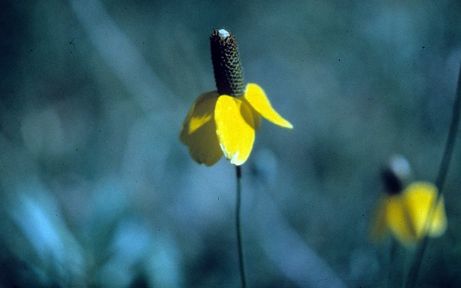 Close up photo of a prairie coneflower with yellow petals and brown seed head.