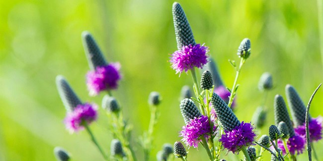 Photo of numerous purple prairie clover blossoms.