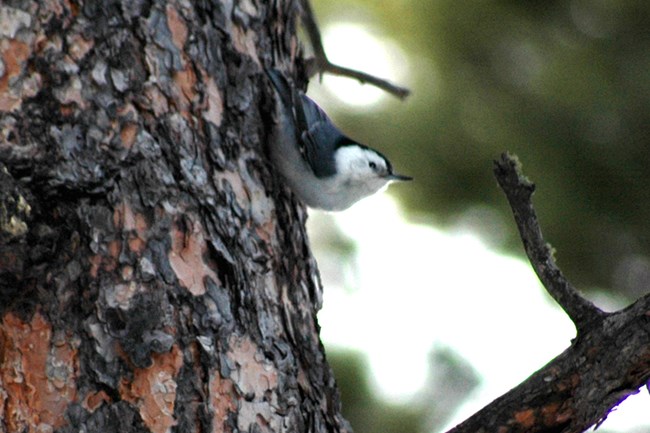 A white-breasted nuthatch with gray feathers on its back and white on its breast, climbing head-first down the bark of a ponderosa pine tree.