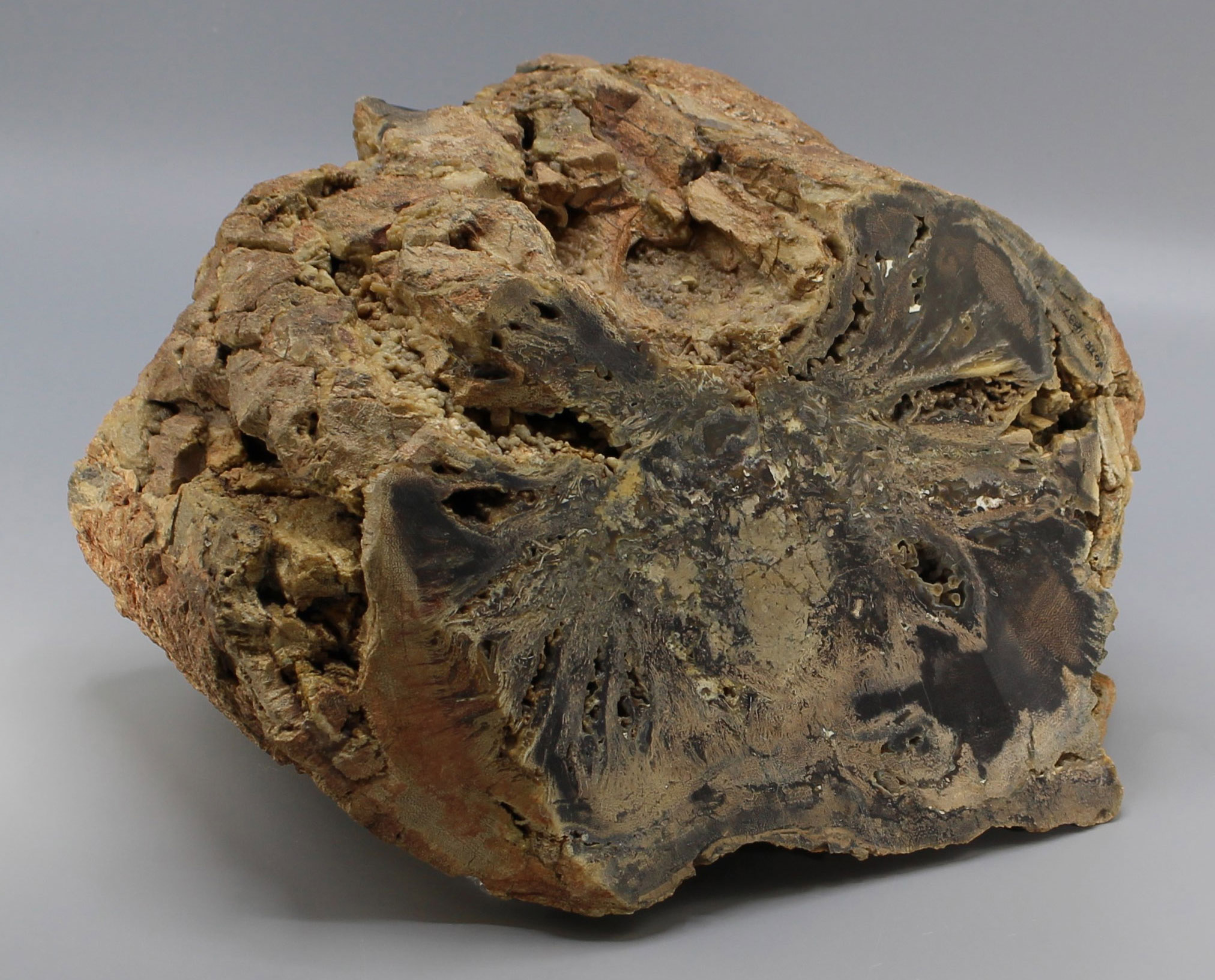 Fossilized Protoyucca trunk