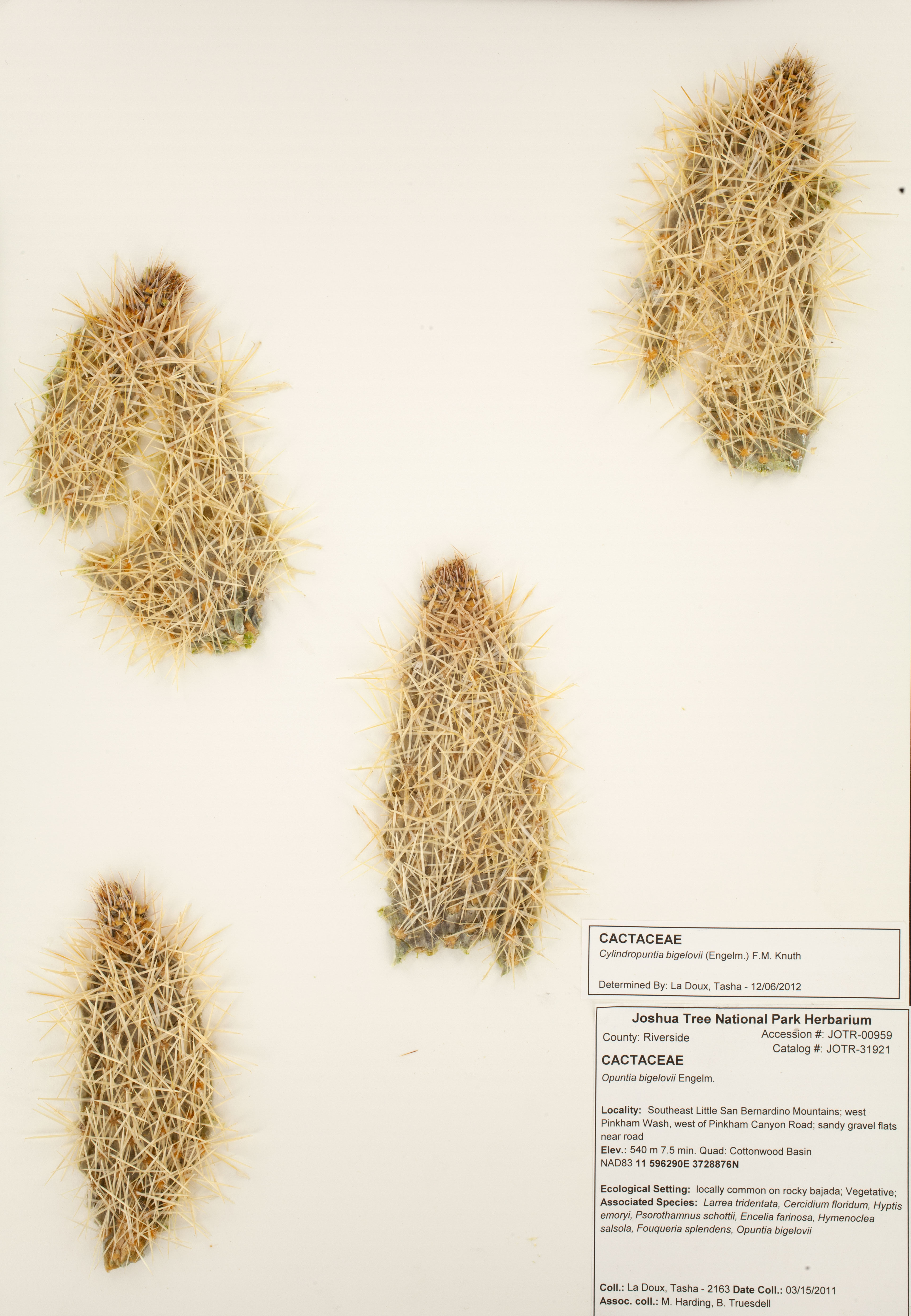 Teddy Bear Cholla (Cylindropuntia bigelovii) joints